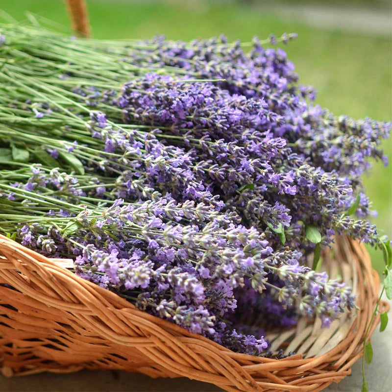 Brigid Trading Company Lavender Soy Wax Candle - Lavender, Lavender, and More Lavender Premium Scented Candle Dark Khaki 7oz amber jar,3oz pewter tin