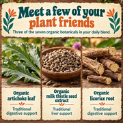 Hippie Farms Premium Liver Cleanse & Reset - Liver Detox, Bile Stimulation, Enzyme Support (AST/ALT) Vitamins & Supplements Bisque