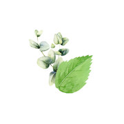 Rustic Strength Mint & Eucalyptus Essential Oil Blend Scenting Oil White Smoke