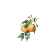 Rustic Strength Orange Essential Oil Scenting Oil White Smoke