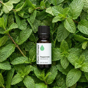 Plant Therapy Peppermint Essential Oil Essential Oil Dark Green 10 mL,30 mL,100 mL