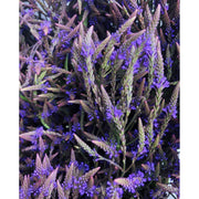 Portland Ashwagandha Farm Blue Vervain - Fresh Spagyric Tincture Herbal Tincture Dark Slate Gray 2oz
