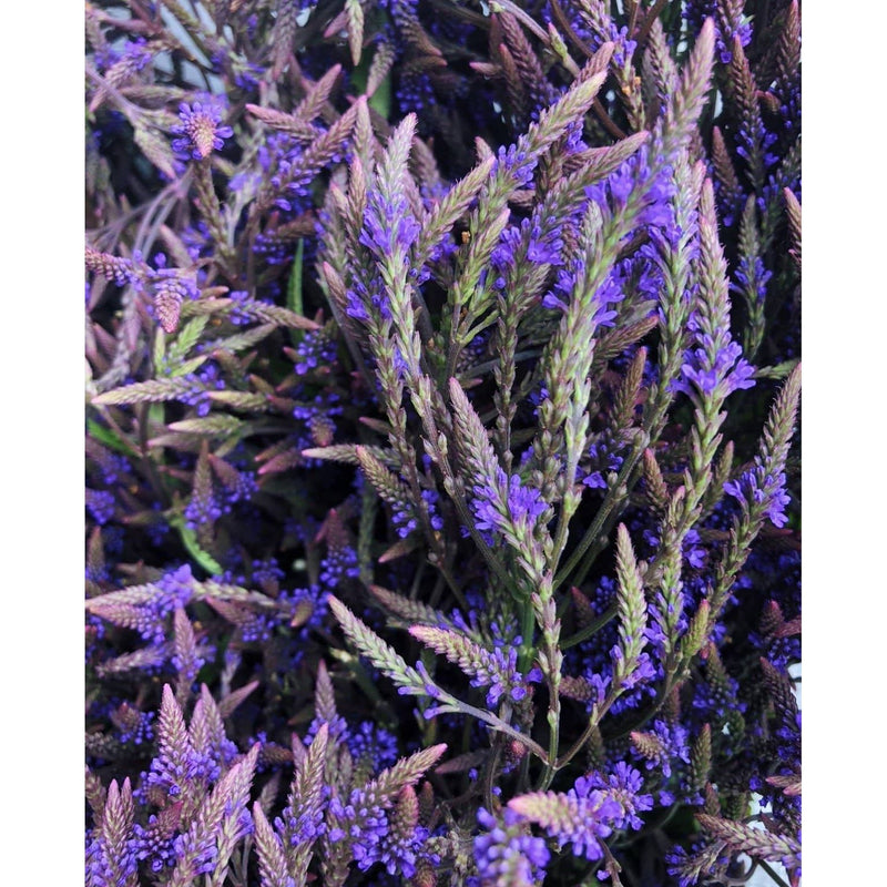 Portland Ashwagandha Farm Blue Vervain - Fresh Spagyric Tincture Herbal Tincture Dark Slate Gray 2oz