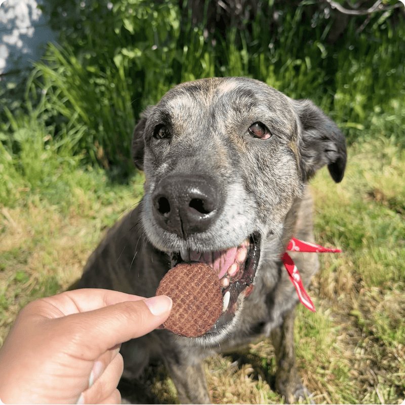 Farm To Pet Beef Chips Dog Treats | Single-Ingredient Healthy Treats for Dogs Chip Dark Slate Gray Standard 4oz,Value 12oz