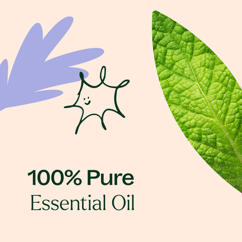 Plant Therapy Respir Aid Essential Oil Blend Essential Oil Antique White 10 mL,30 mL,100 mL