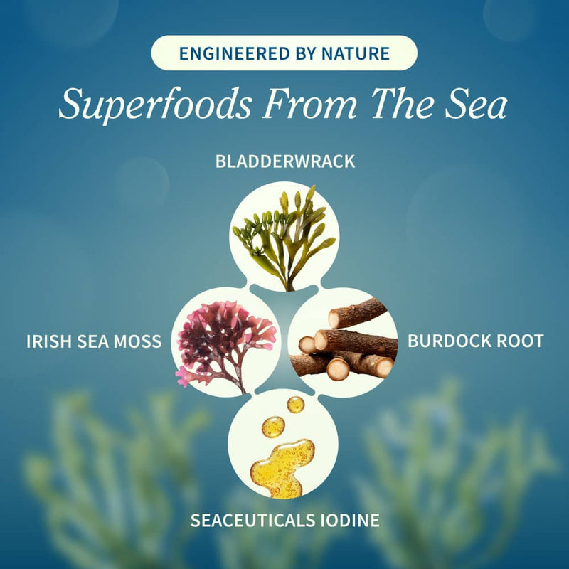Snap Supplements Irish Sea Moss w/ Iodine Energy Support - Buy 2, Get 1 FREE! hidden Cadet Blue
