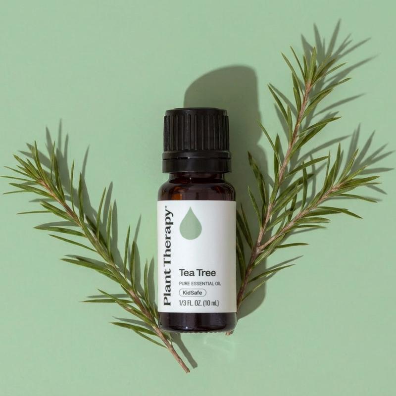 Plant Therapy Tea Tree Essential Oil Essential Oil Dark Gray 10 mL,30 mL,100 mL