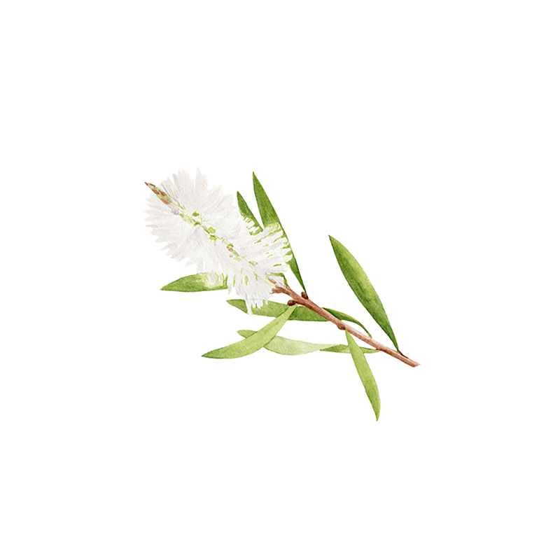 Rustic Strength Tea Tree Essential Oil Scenting Oil White Smoke